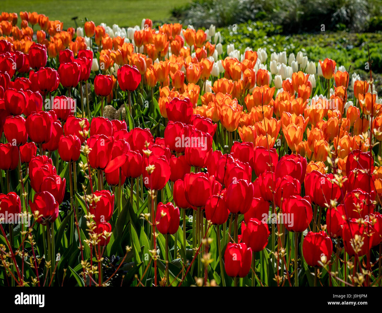 Bianco, arancione e tulipani rossi nella primavera del letto di fiori all'aperto Foto Stock