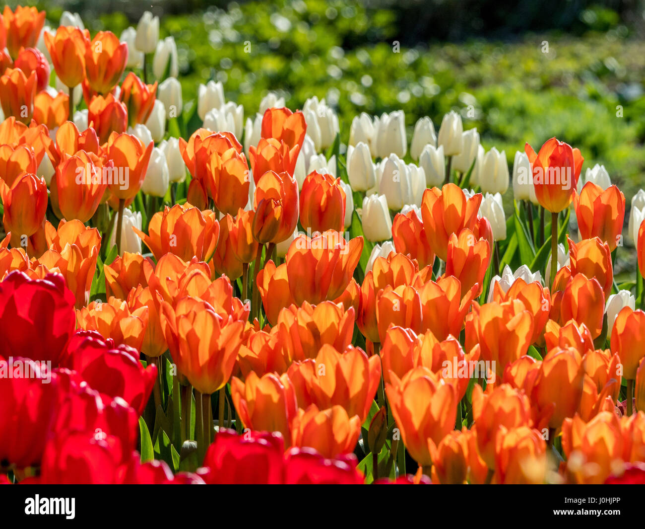 Bianco, arancione e tulipani rossi nella primavera del letto di fiori all'aperto Foto Stock