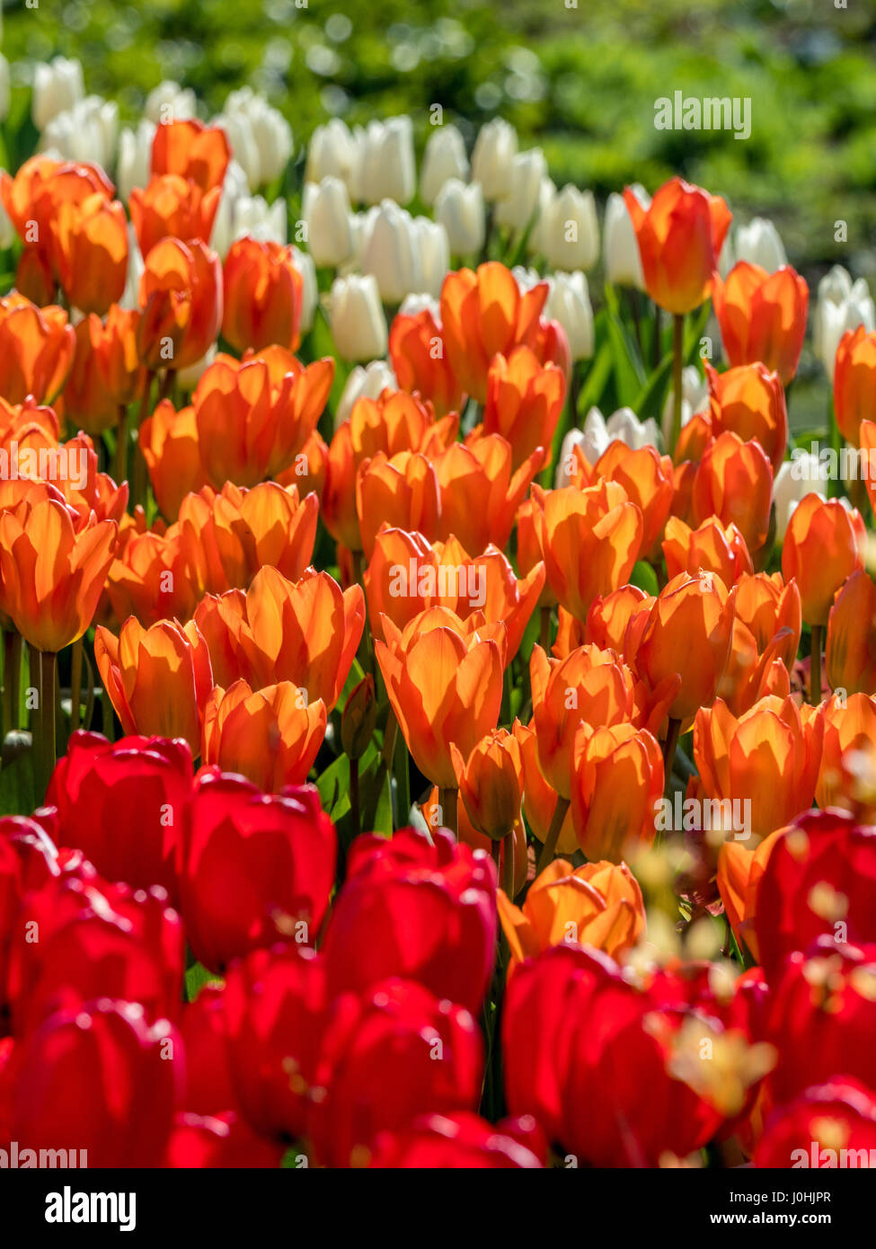 Bianco, arancione e tulipani rossi nella primavera del letto di fiori all'aperto Foto Stock