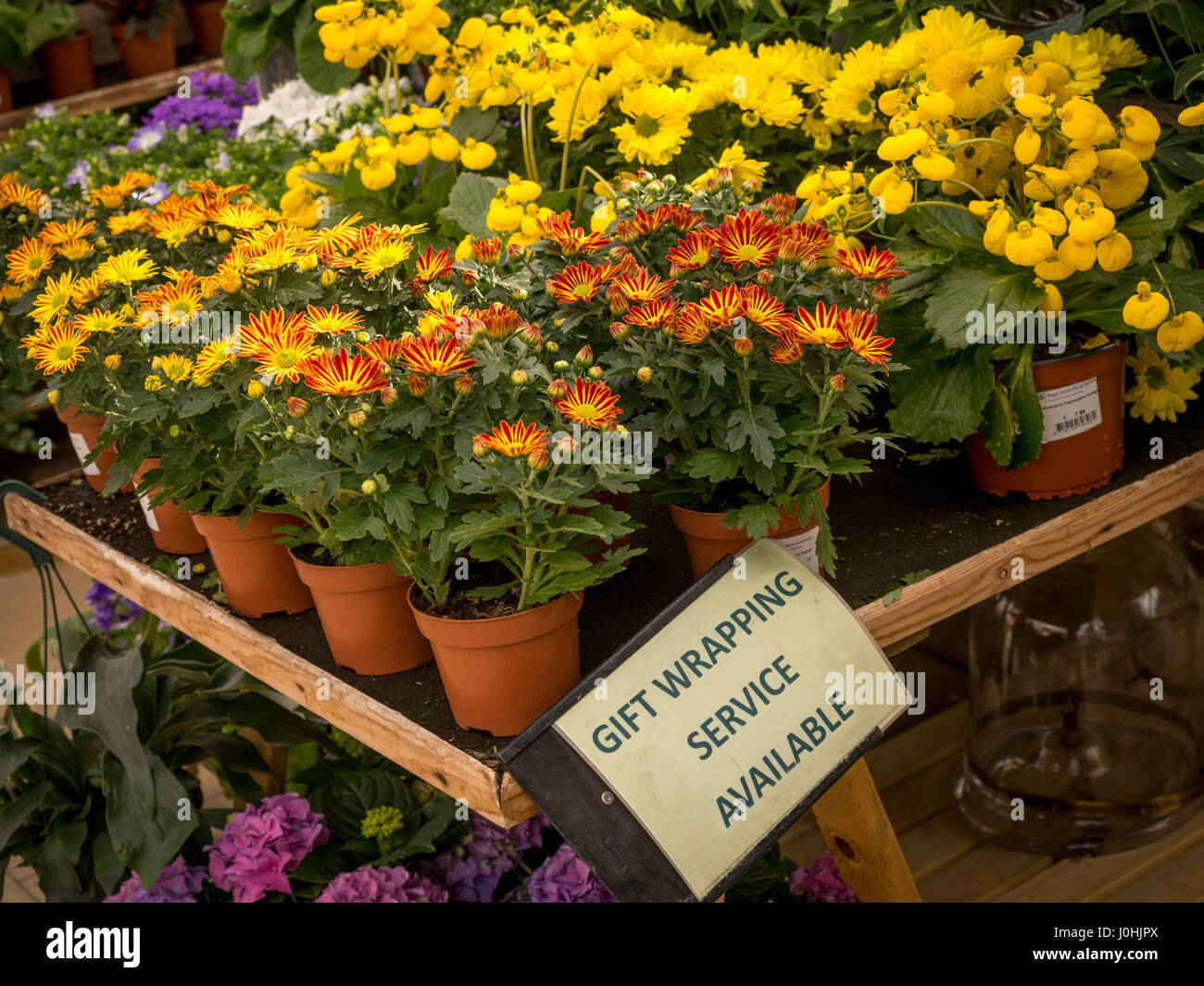" Servizio di confezionamento pacchi regalo disponibile' firmare su piante di flowering display per la vendita presso garden center Foto Stock