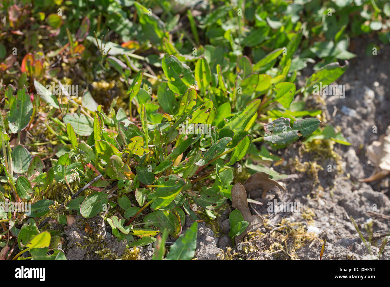 Sauerampfer, Wiesen-Sauerampfer, Sauer-Ampfer, Großer Sauerampfer, Ampfer, junge, zarte Blätter im Frühjahr, Blatt, Jungpflanze, Rumex acetosa, comune Foto Stock