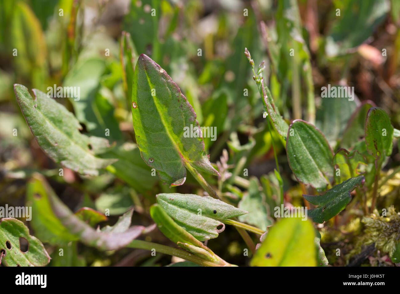 Sauerampfer, Wiesen-Sauerampfer, Sauer-Ampfer, Großer Sauerampfer, Ampfer, junge, zarte Blätter im Frühjahr, Blatt, Jungpflanze, Rumex acetosa, comune Foto Stock
