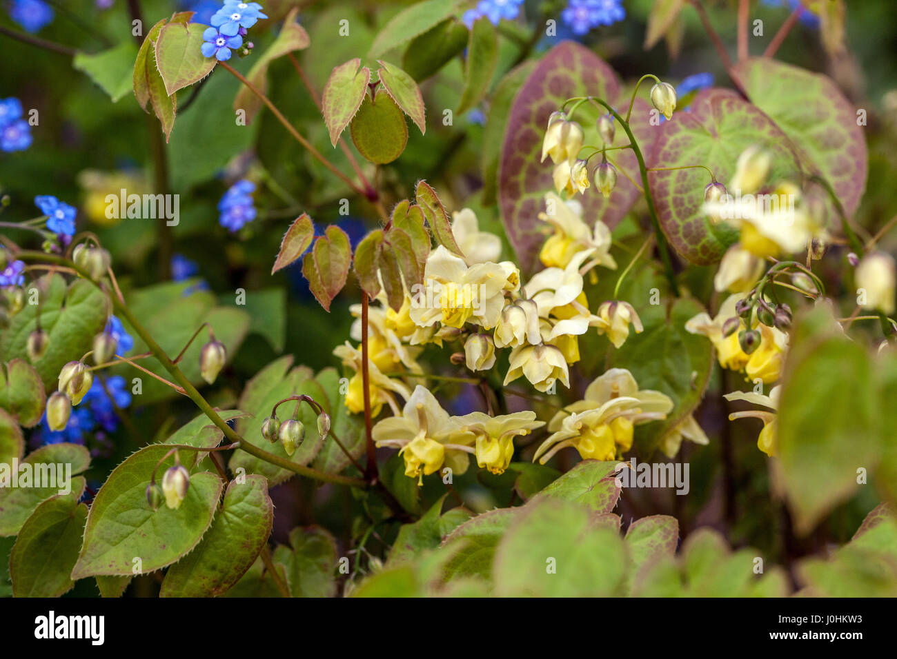 Barrenwort, Epimedium versicolor sfondo Sulfureum Brunnera macrophylla in fiore Foto Stock