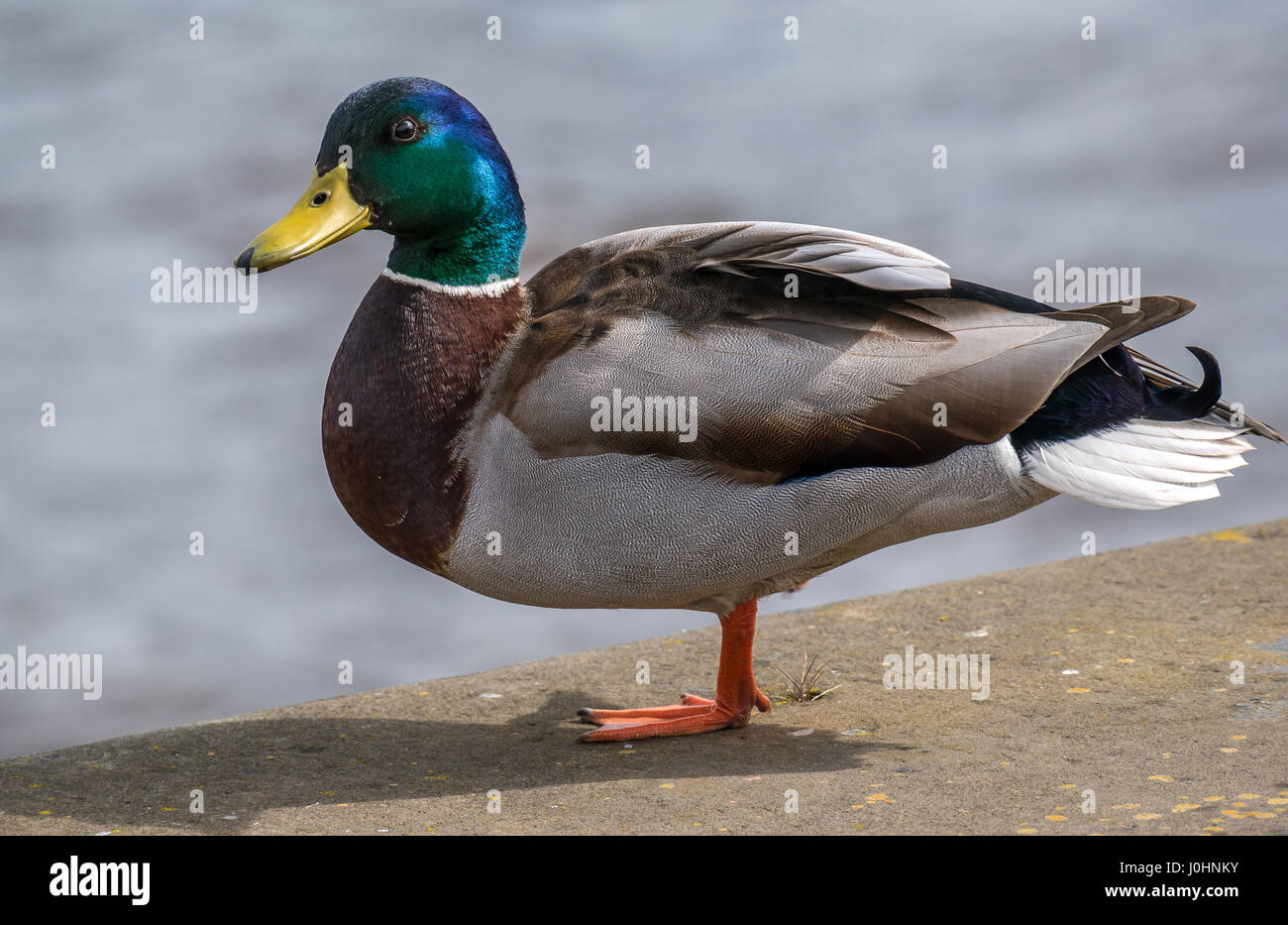Primo piano di anatra mallard maschile, Anas platyrhynchos, con sfondo acqueo offuscato, Edimburgo, Scozia, Regno Unito Foto Stock