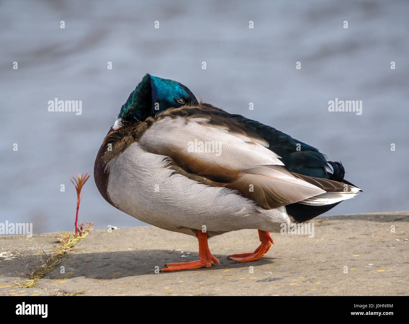 Primo piano di anatra mallard maschile con testa incastonata in piume e sfondo acquoso, Edimburgo, Scozia, Regno Unito Foto Stock