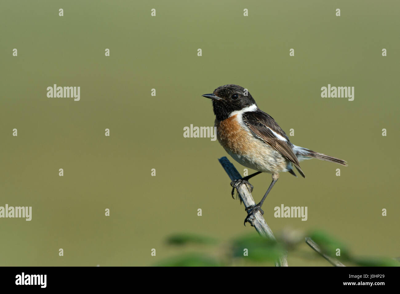 Stonechat Saxicola rubicola Weybourne maschio North Norfolk estate Foto Stock