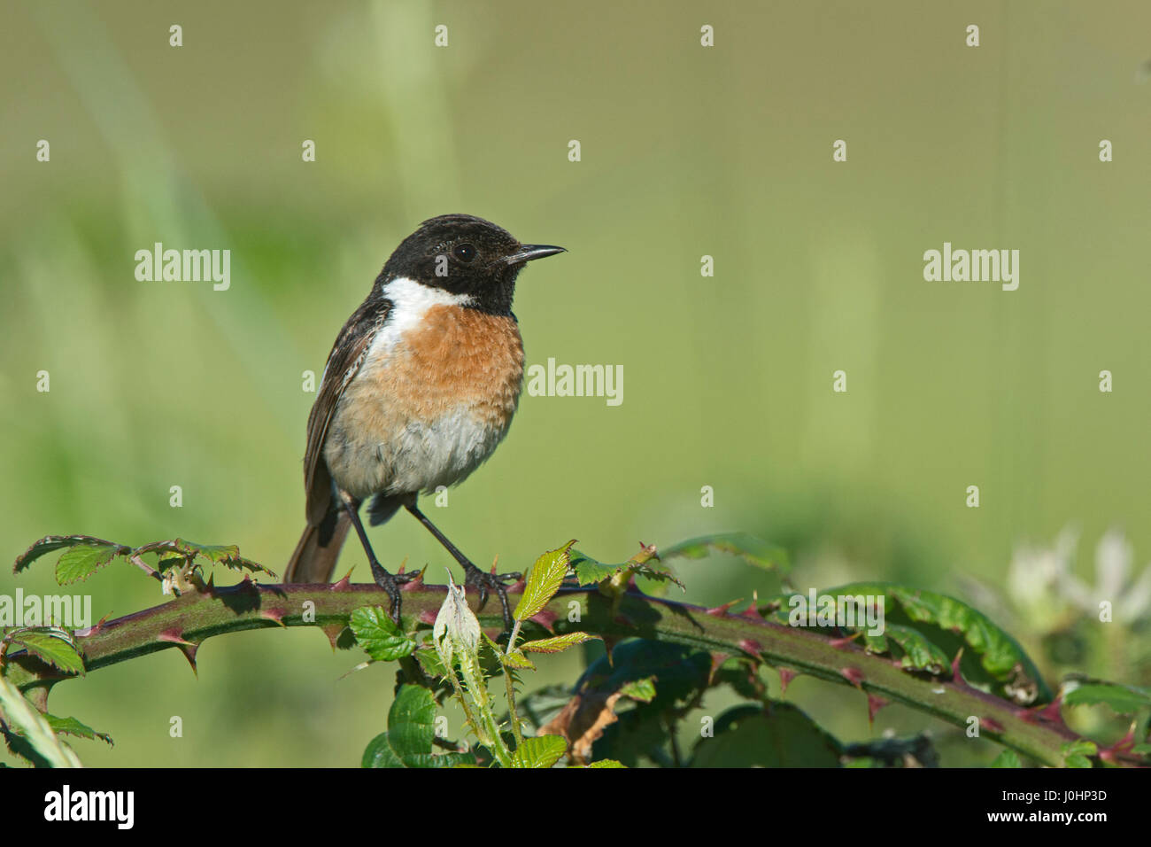 Stonechat Saxicola rubicola Weybourne maschio North Norfolk estate Foto Stock