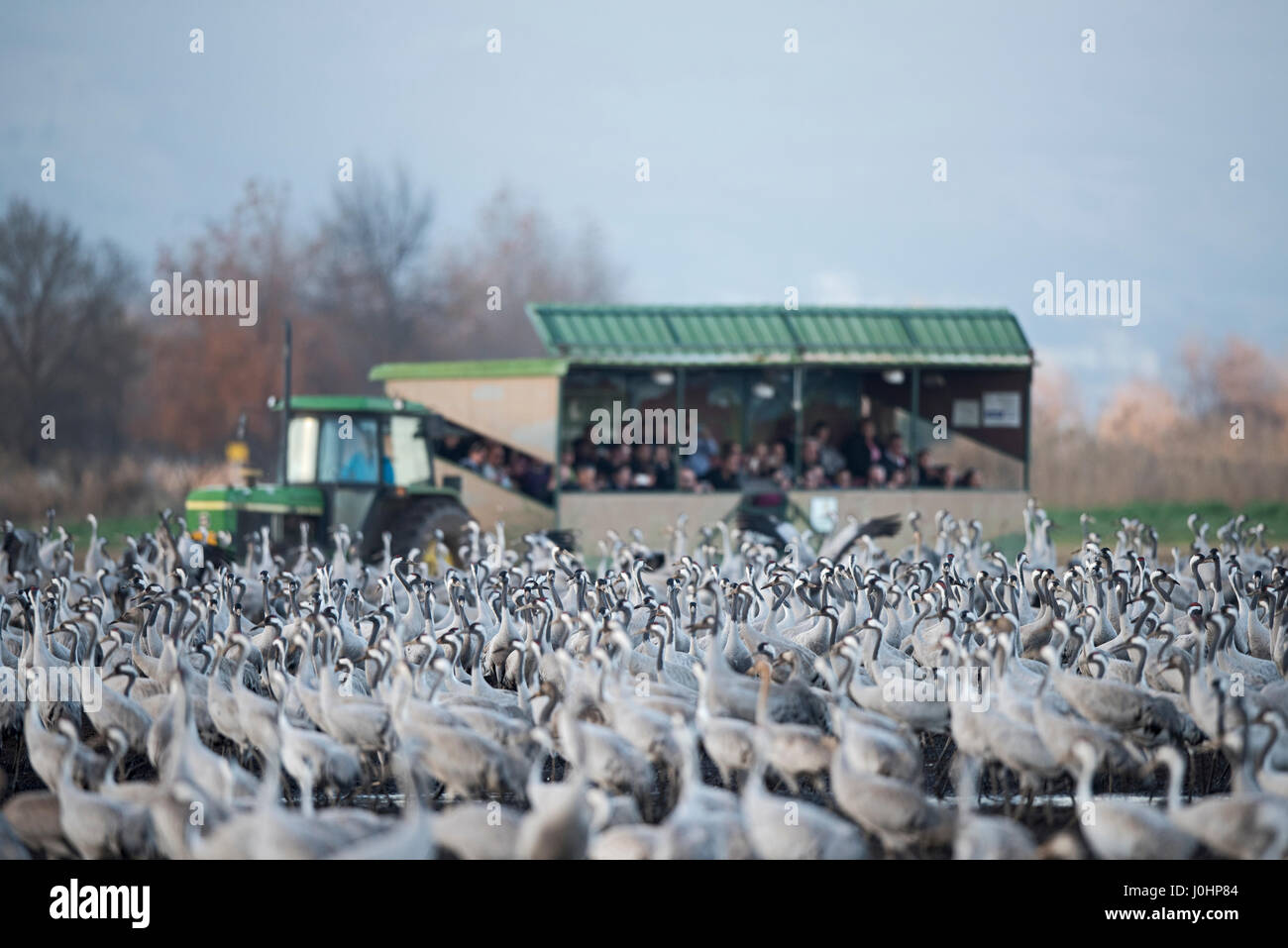 Turisti israeliani la visione di gru comune, grus grus, svernante presso il lago di Hula Park, nota in ebraico come Agamon HaHula nella Valle di Hula Isr settentrionale Foto Stock