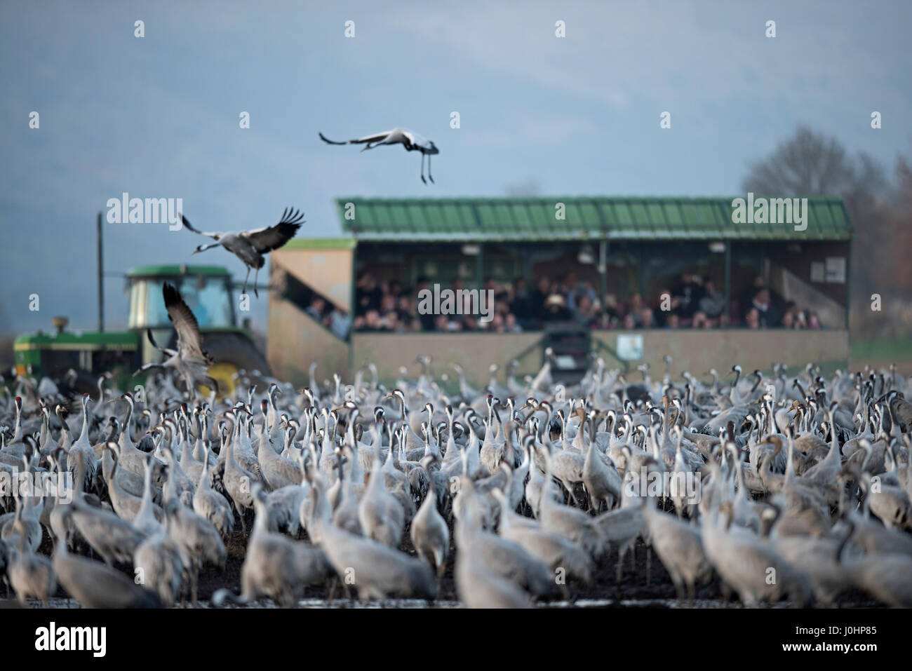 Turisti israeliani la visione di gru comune, grus grus, svernante presso il lago di Hula Park, nota in ebraico come Agamon HaHula nella Valle di Hula Isr settentrionale Foto Stock