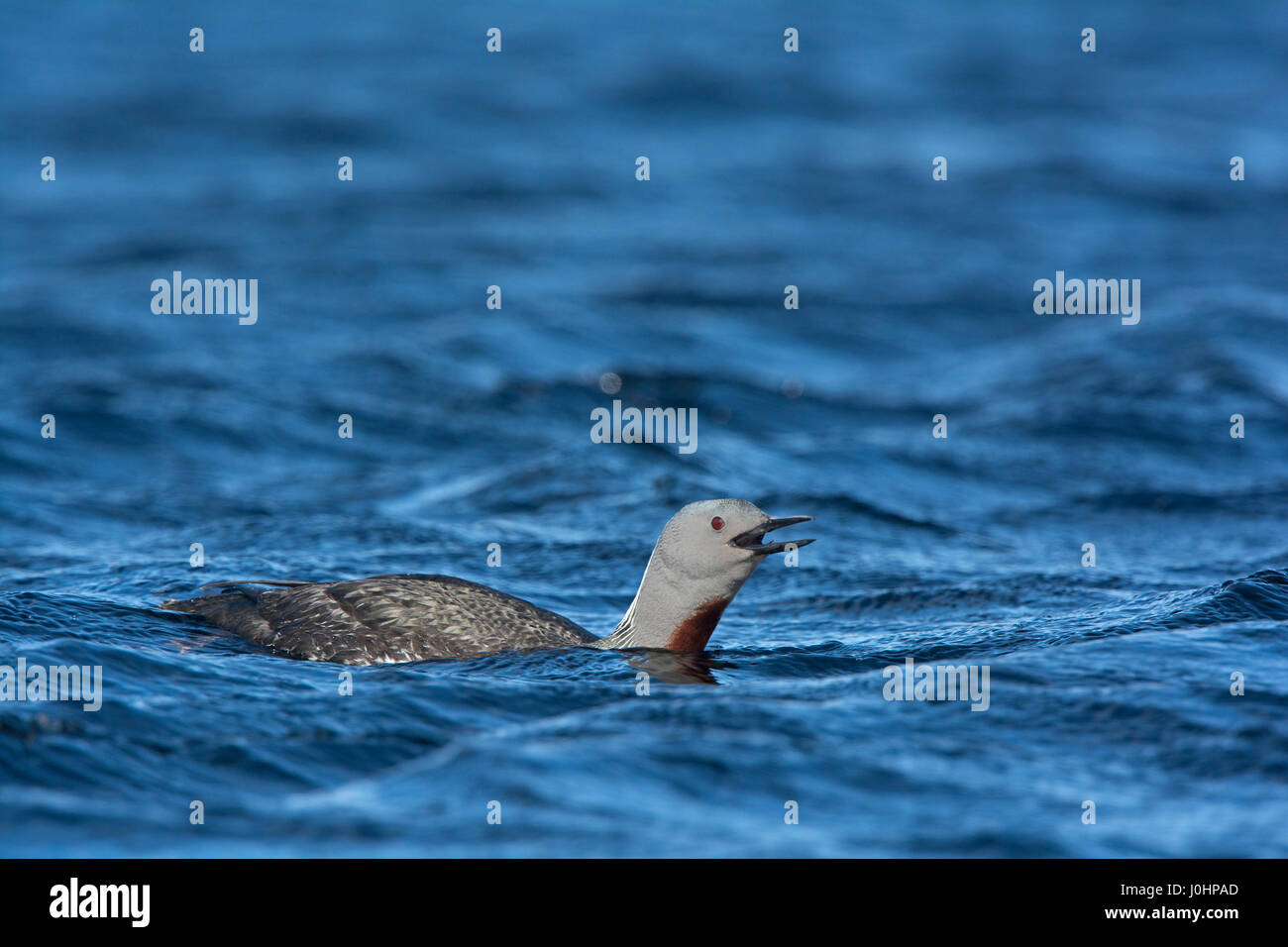 Rosso-throated Diver Gavia stellata chiamando su Voe vicino al loch di allevamento su Yell Shetland Giugno Foto Stock