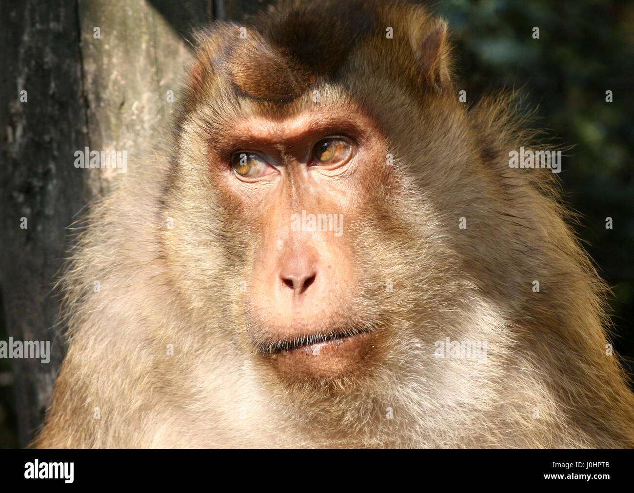 Maschio maturo Southern pig-coda Macaque (Macaca nemestrina) close-up di testa. Foto Stock