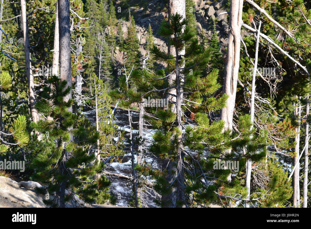 Lodge Pole pineta la ricrescita a Yellowstone Foto Stock