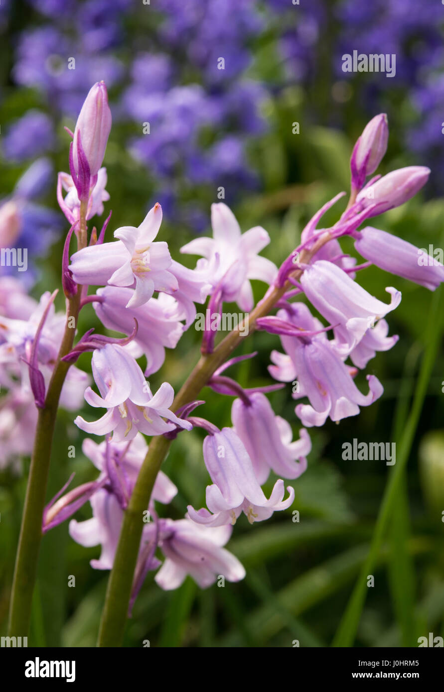 British Bluebells in primavera Foto Stock