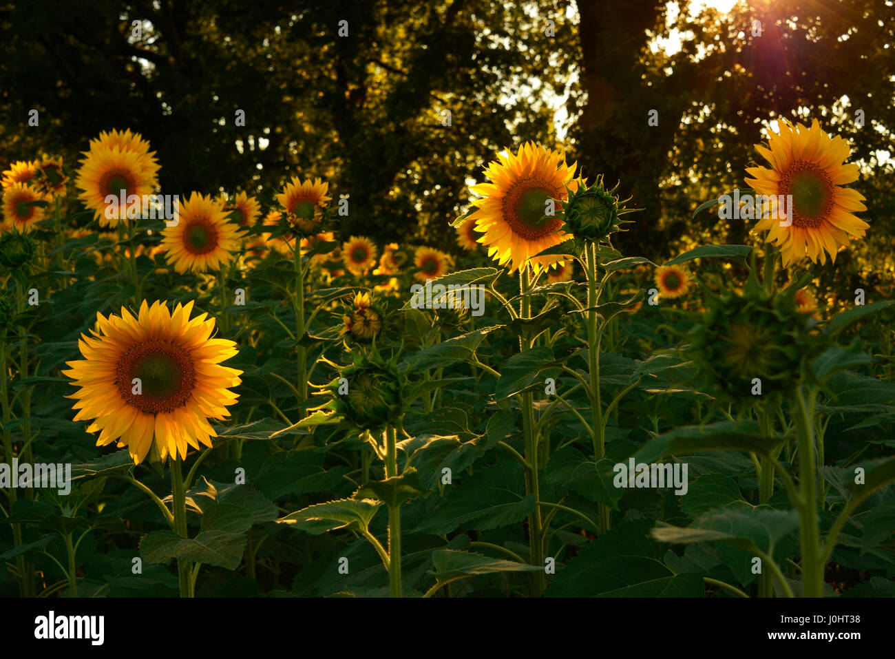 Girasoli in fiore, retroilluminati da sole di setting. La Francia. Foto Stock