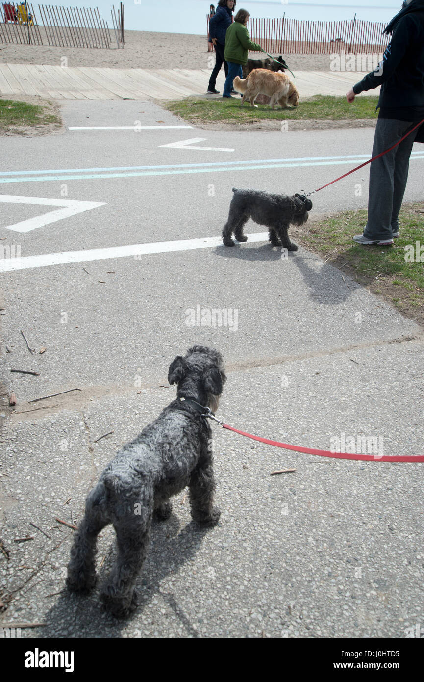 In Canada, a Toronto. Le spiagge. Cani che sono entrati. Foto Stock