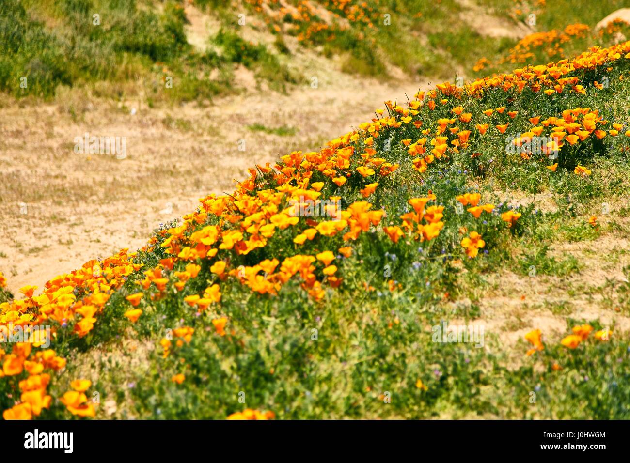 I campi di papavero della California durante il picco di tempo di fioritura, Antelope Valley California Poppy Reserve Foto Stock