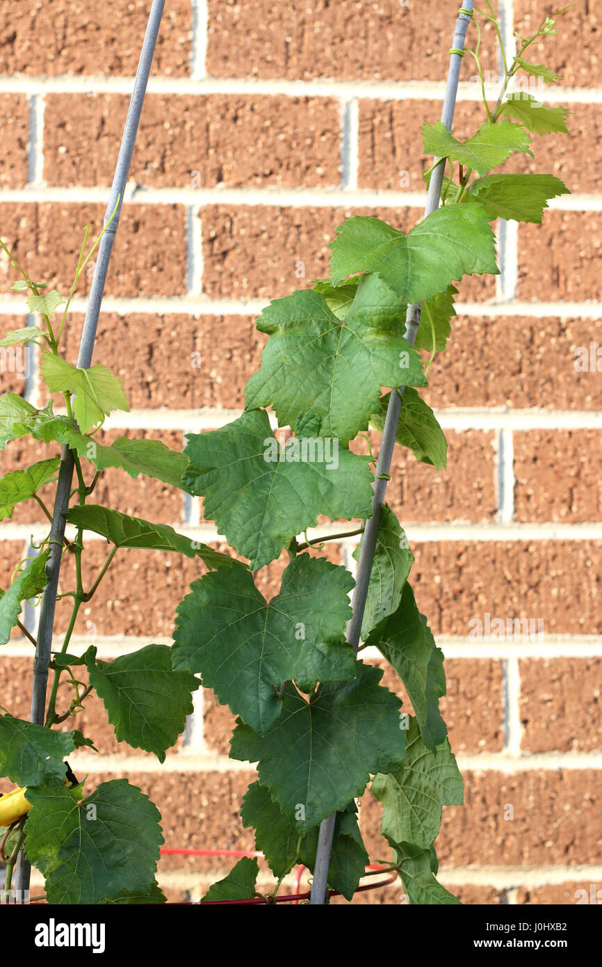 Primo piano di foglie di uva Foto Stock