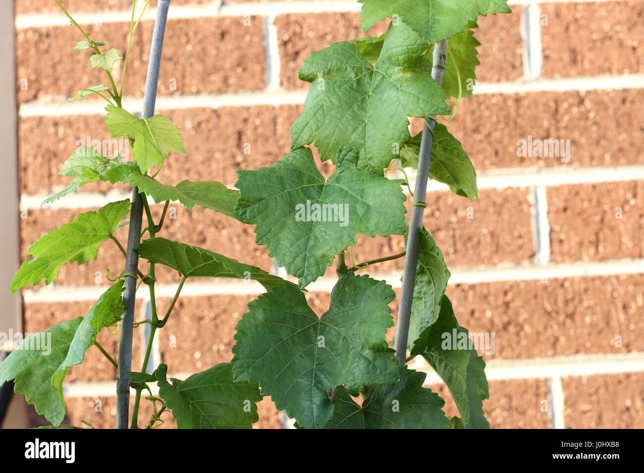 Primo piano di foglie di uva Foto Stock