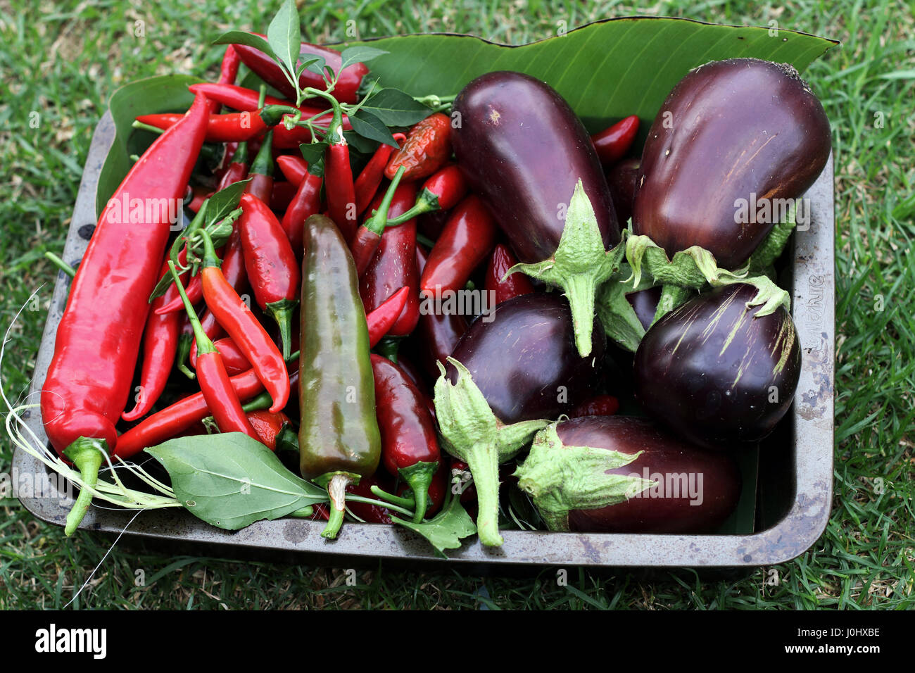 Appena raccolto homegrown Black Beauty melanzane e chilis Foto Stock