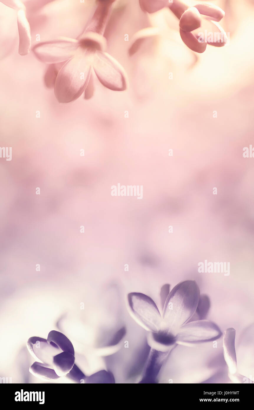 Fiori lilla abstract morbido sfondo floreale Foto Stock