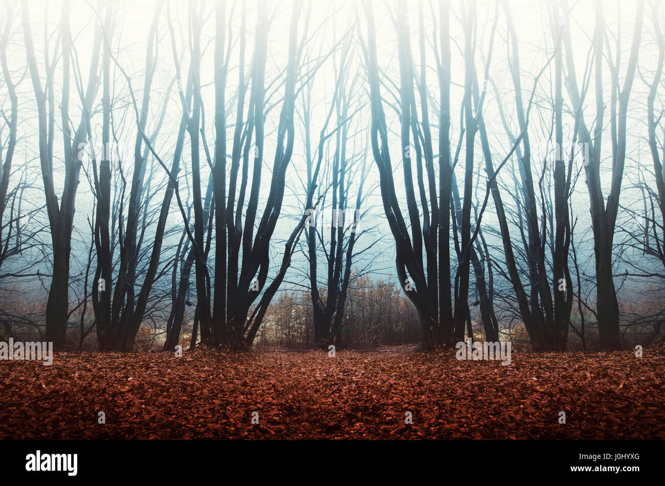 Misty sfondo della foresta Foto Stock