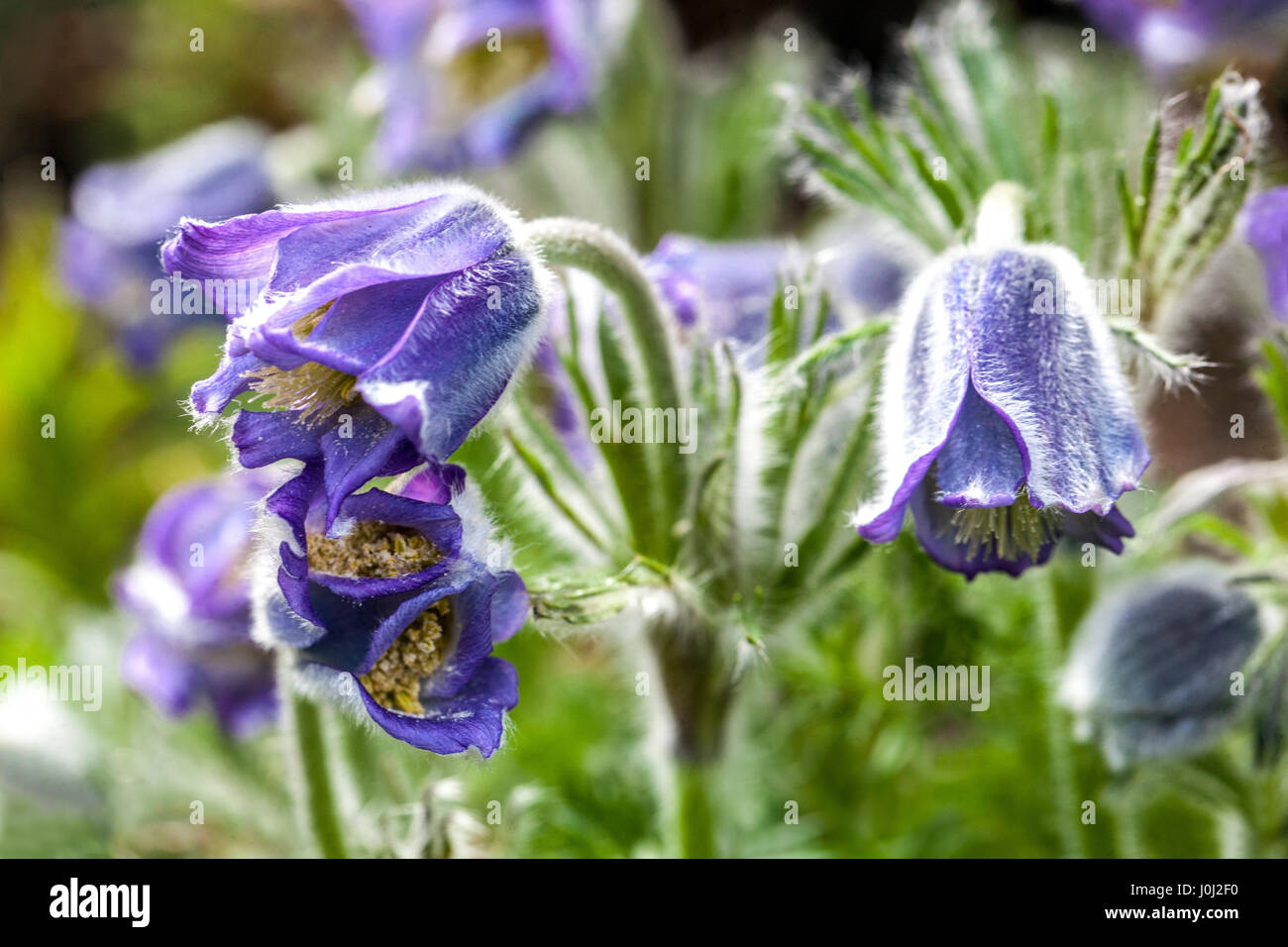 "Pasque flower Pulsatilla violacea Georgica Foto Stock