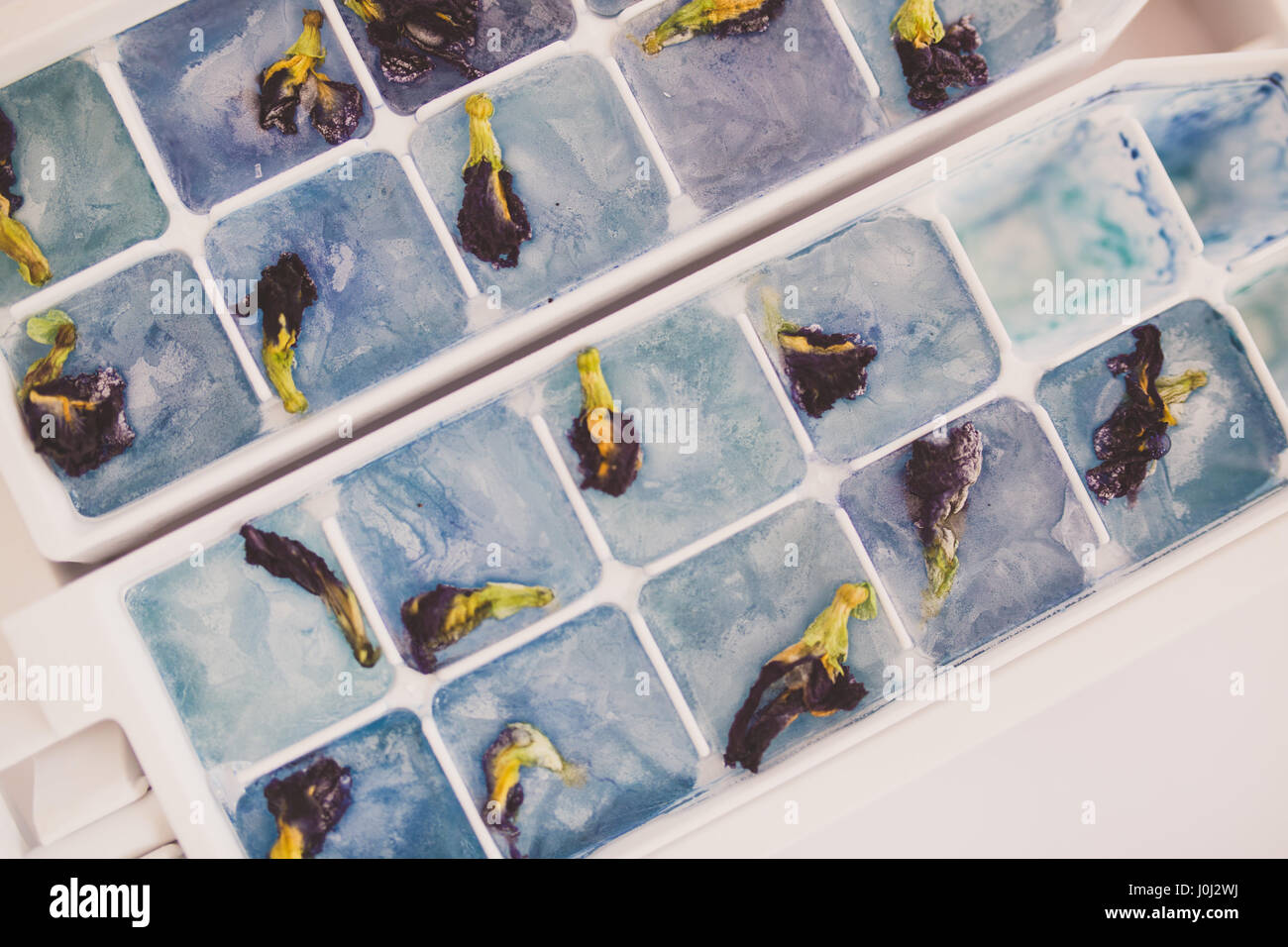Blu fiore di pisello di ghiaccio in una vaschetta per il ghiaccio Foto Stock