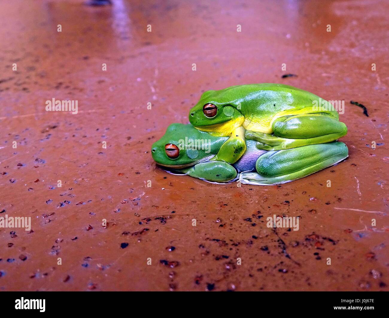 Rane verdi coniugate Foto Stock