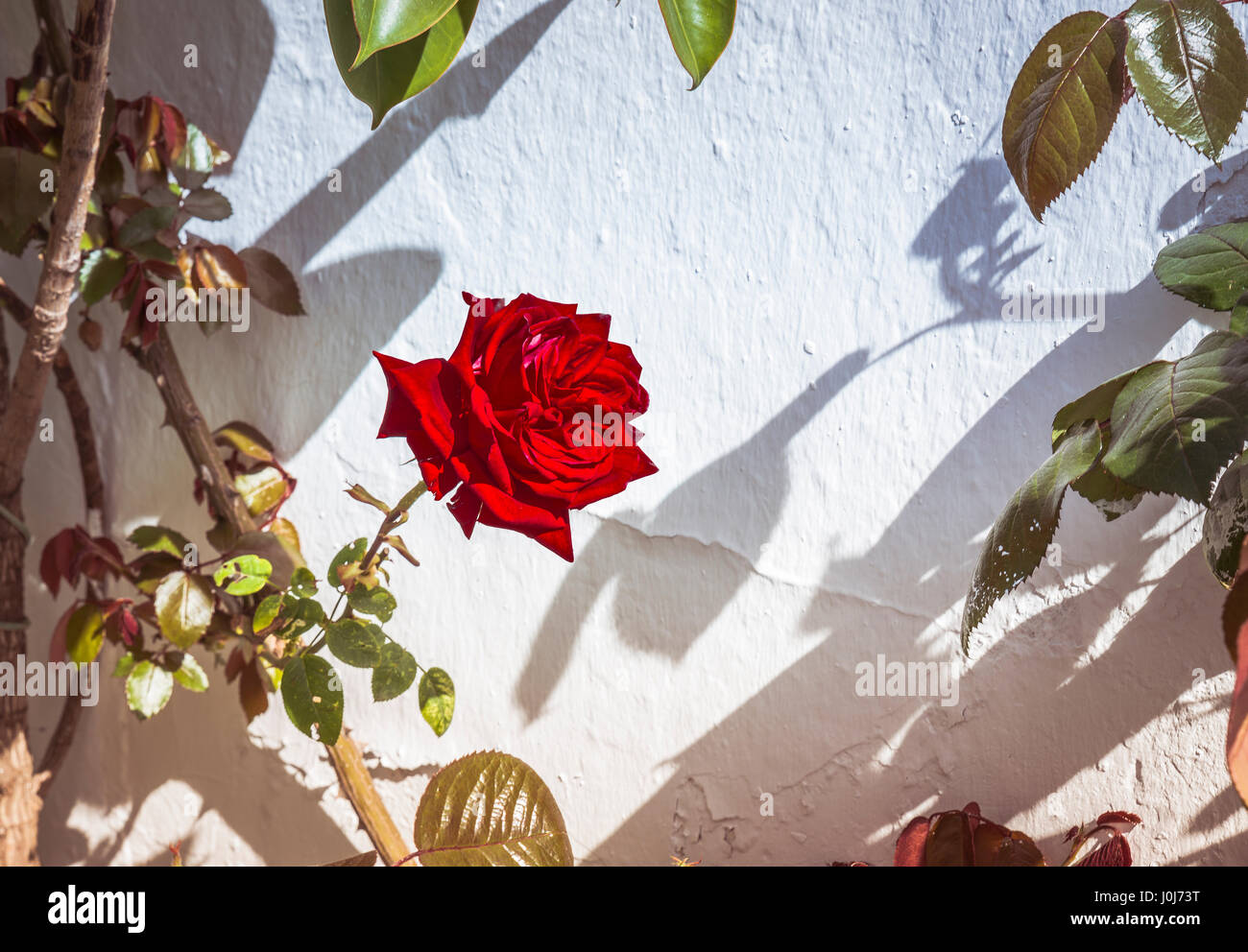 Red Rose fiore sul muro bianco nel paese tropicale Foto Stock