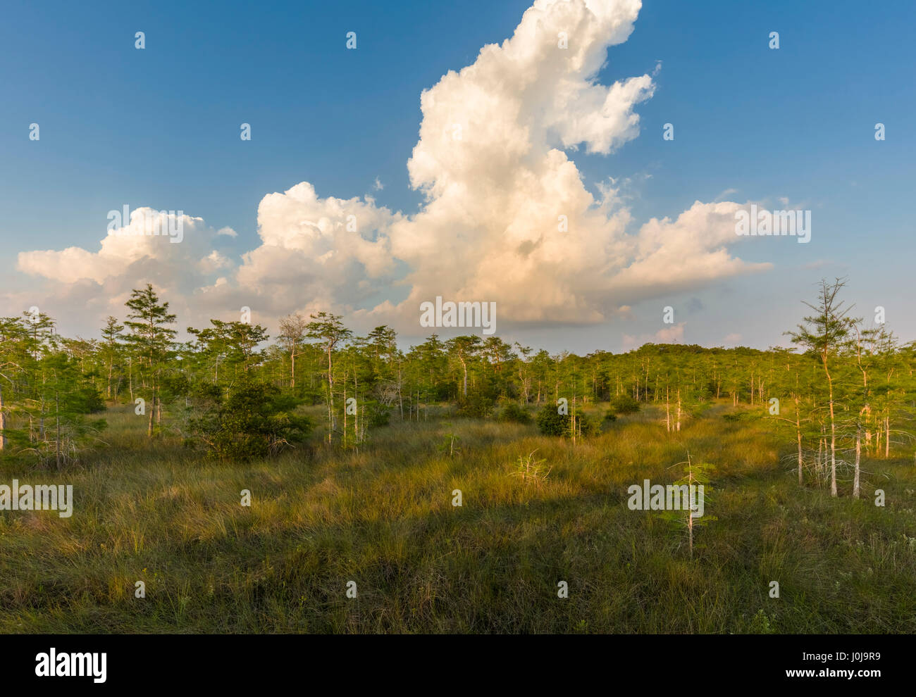 Drawf cipressi a Kirby Storter parco stradale lungo il percorso 41 in Big Cypress National Preserve in Southwest Florida Foto Stock