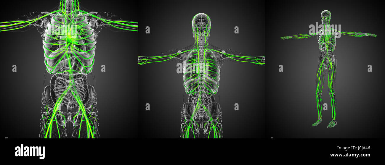 3D rendering medical illustrazione del sistema vascolare Foto Stock