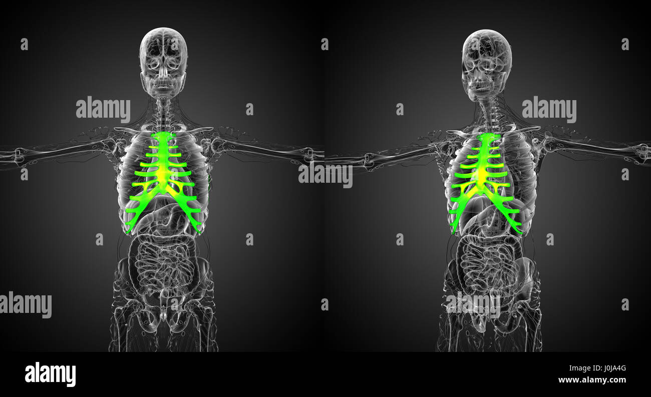 Rendering 3d Illustrazione medica di lo sterno e la cartilagine Foto Stock