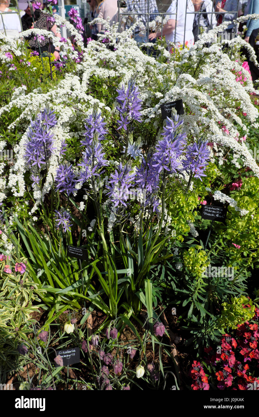 Spirea Arguta, Camassia Leichtlinii Caerulea e Euphorbia Characias Perla Nera che cresce in una mostra al giardino RHS mostrano Cardiff Wales UK KATHY DEWITT Foto Stock