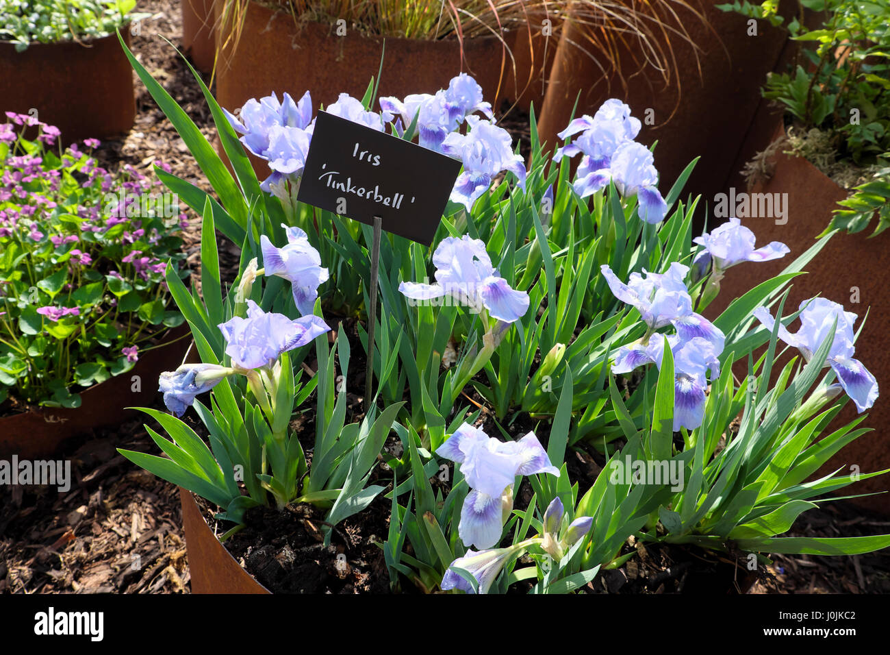 Blu nano barbuto iris 'Tincurbell' crescendo in un recipiente contenitore ad RHS Flower Show Bute Park Cardiff Wales UK KATHY DEWITT Foto Stock