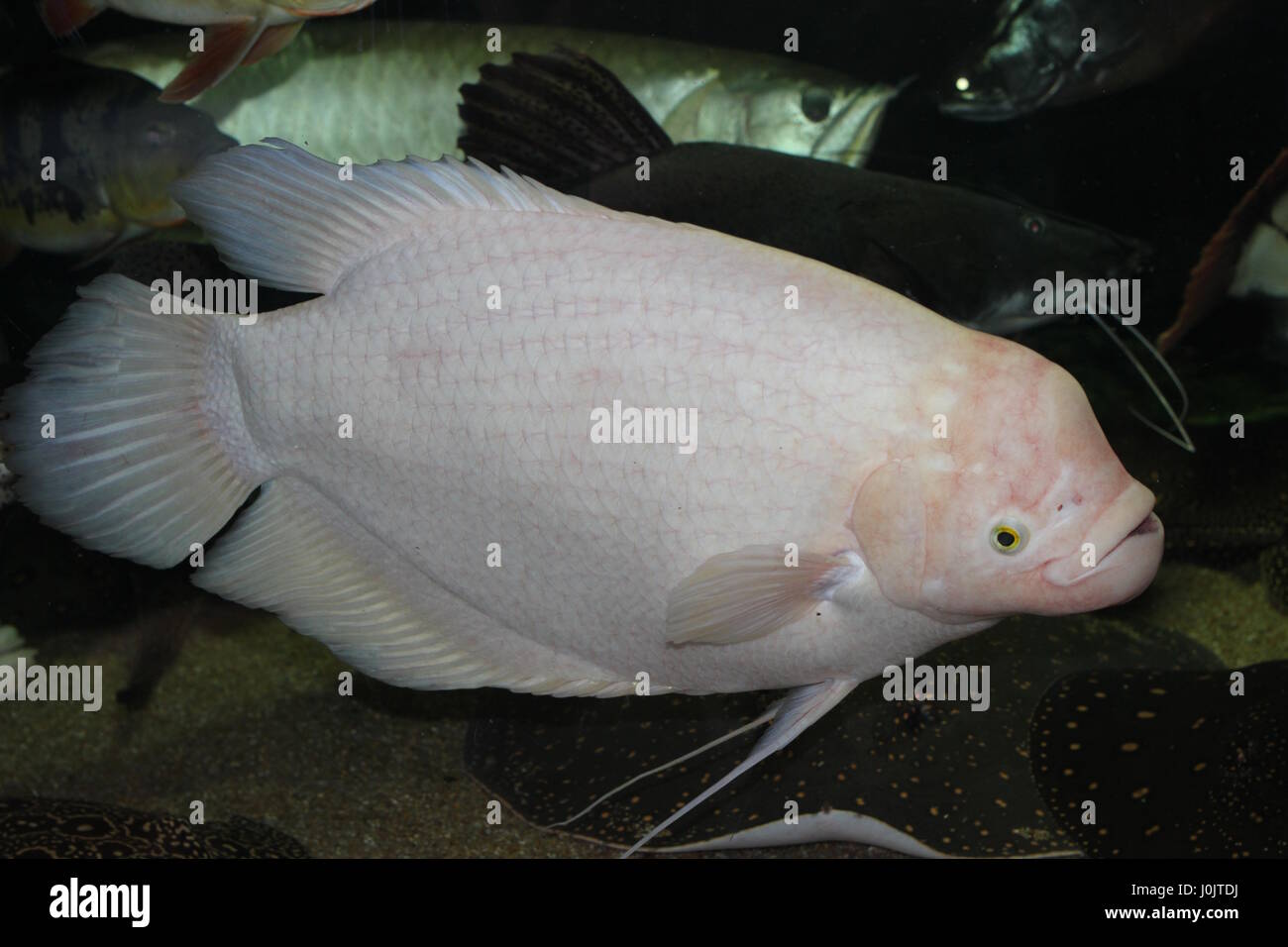 Si tratta di albino gouramy nel nostro acquario - 10 y. o.. 70cm Foto Stock