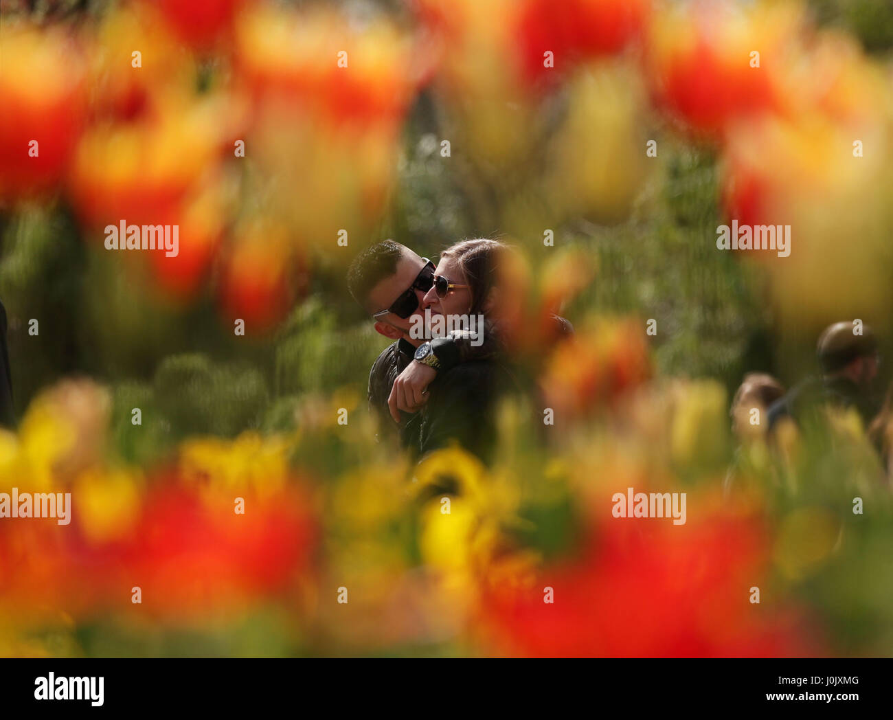 Un giovane tra i tulipani durante un incantesimo di clima caldo, a St James Park, Londra. Foto Stock