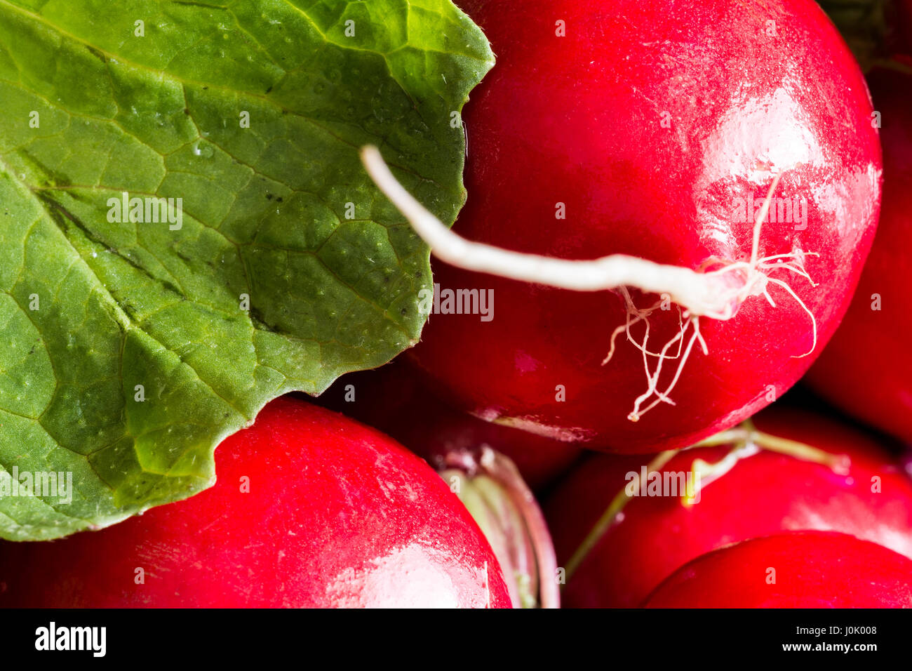 Organici di ravanello rosso sul legno scuro dello sfondo. Molla di fresca verdura. Foto Stock