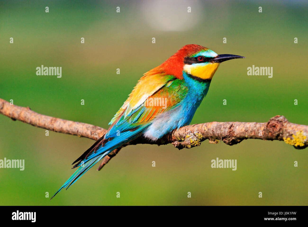 Colori splendidi uccelli esotici con colori della gamma piume,meraviglie  naturali e bellissimi colori Foto stock - Alamy