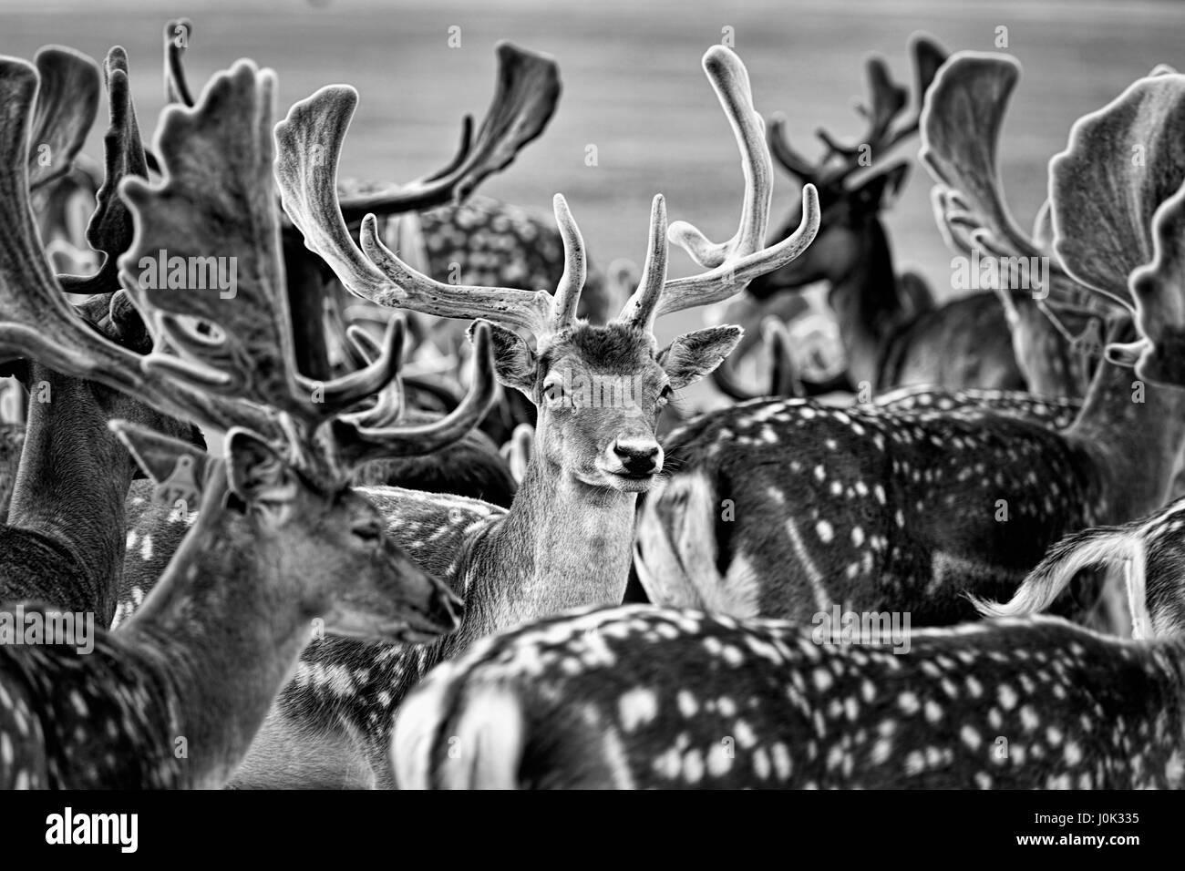 Allevamento di cervi - fotografia in bianco e nero Foto Stock