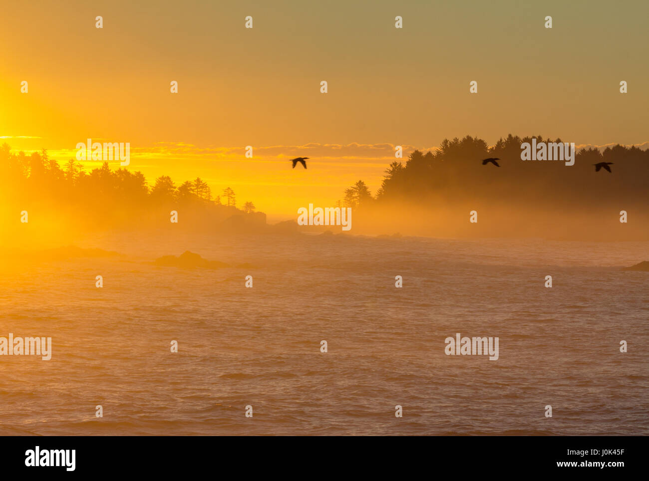 Tre uccelli si stagliano come sorvolare un mare nebbioso in arancione e giallo luce di una bellissima alba sulla costa occidentale dell'isola di Vancouver. Foto Stock