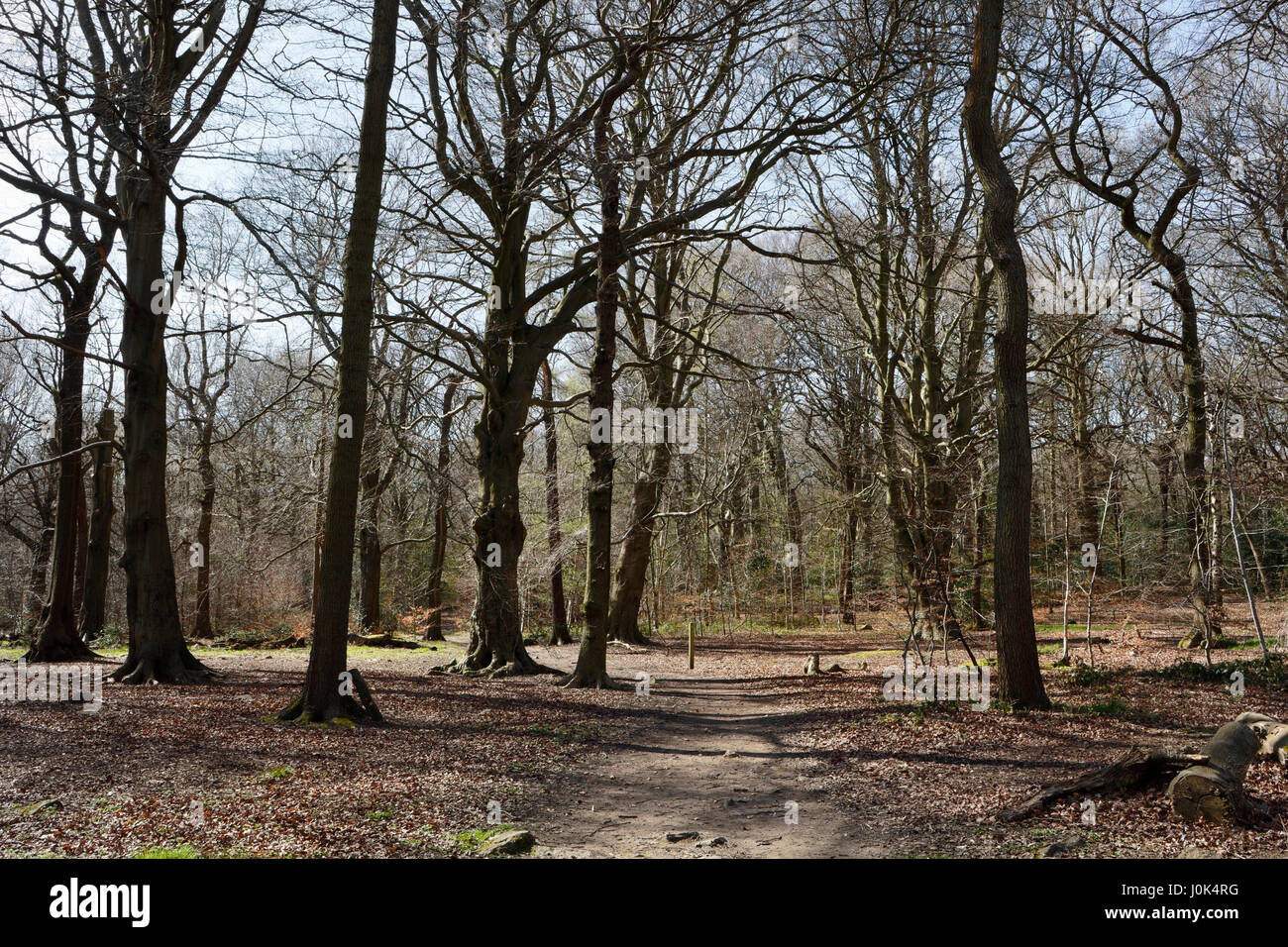 Terreno boschivo suburbano in Ecclesall Woods, Sheffield, Inghilterra, alberi in boschi antichi Foto Stock