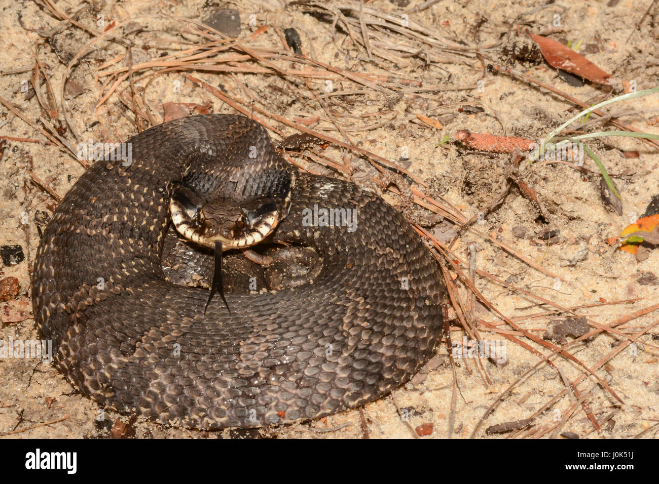 Un orientale Hognose Snake in modo difensivo avvolto sul terreno. Foto Stock