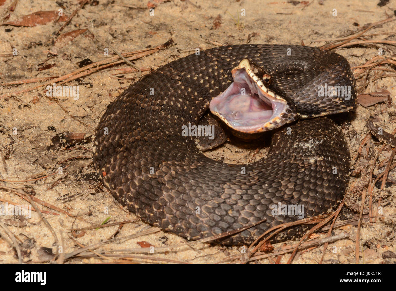 Un orientale Hognose snake che mostra la parte posteriore di canini. Foto Stock