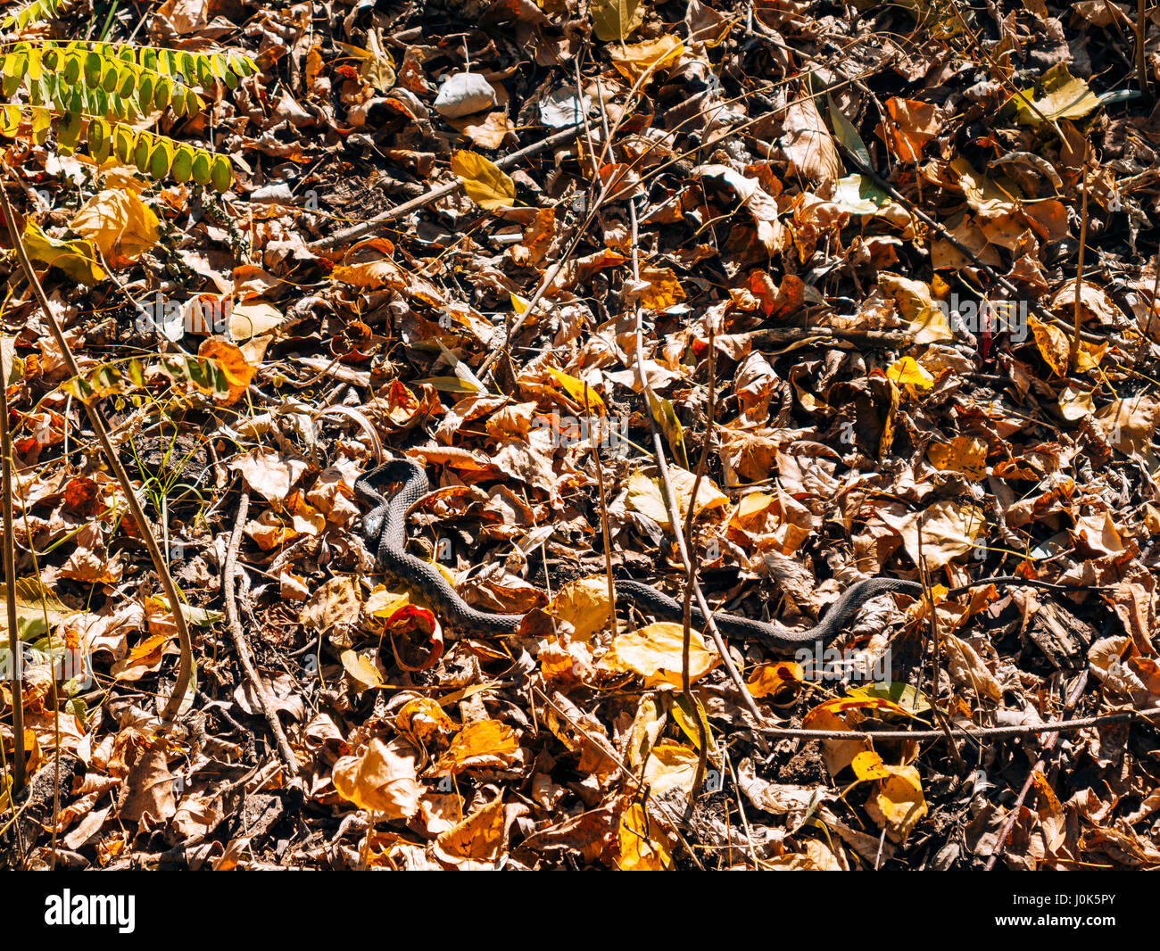 Il Serpente Nero sommatore in foglie secche nel bosco in autunno. Foto Stock