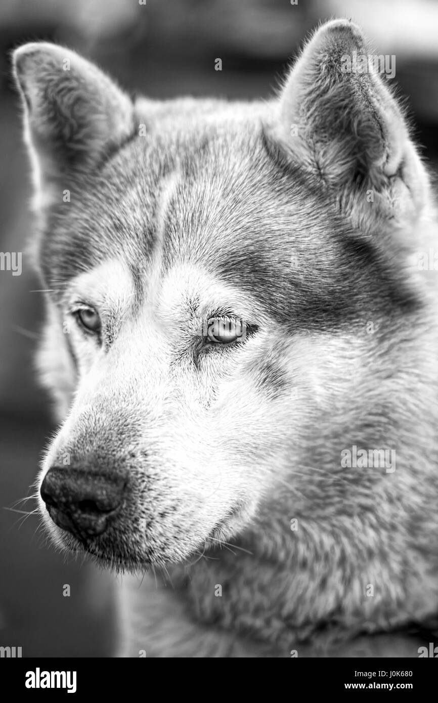 Il vecchio cane husky ritratto in bianco e nero Foto Stock