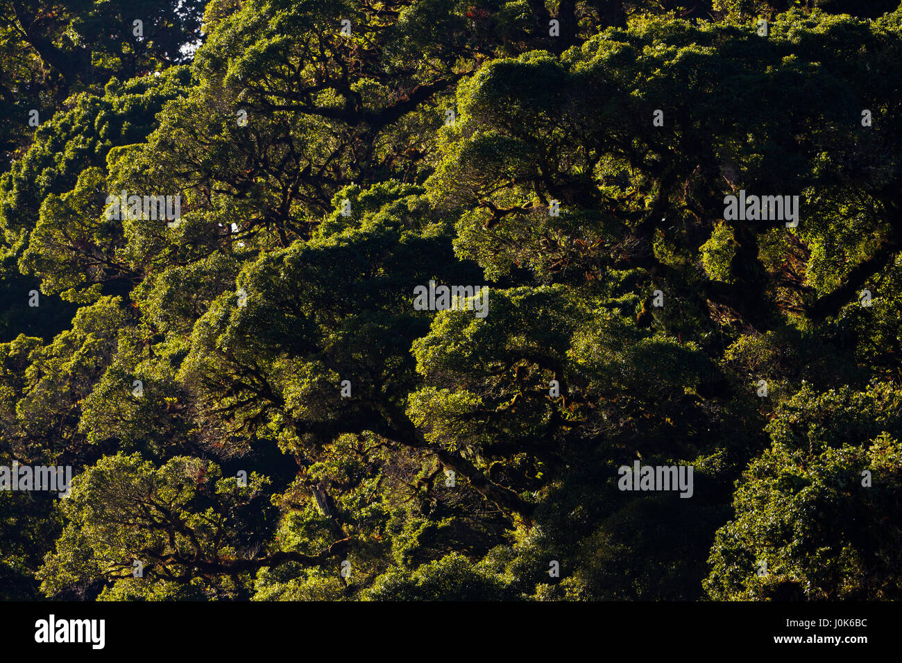 Tettoia Cloudforest in La Amistad National Park, Chiriqui provincia, Repubblica di Panama. Foto Stock