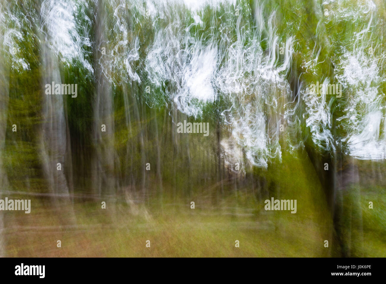 Luce scrivendo musica nel legno, offuscata, isola di Moen, Danimarca, Scandinavia, Europa Foto Stock