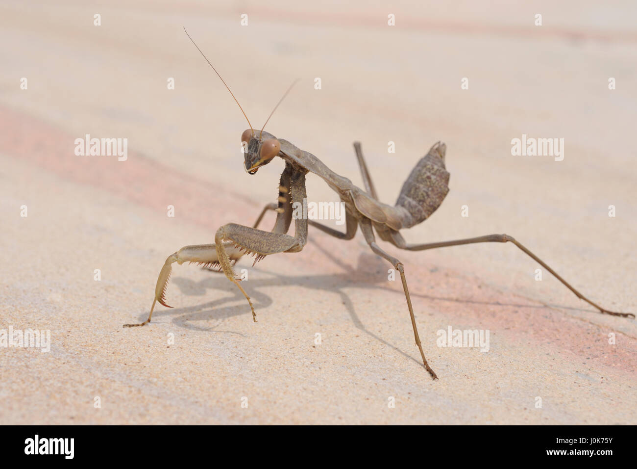 Una mantide religiosa, Iris oratoria, camminando su una pavimentazione di pietra arenaria lastra nella luce del sole vicino a Paphos, Cipro Foto Stock