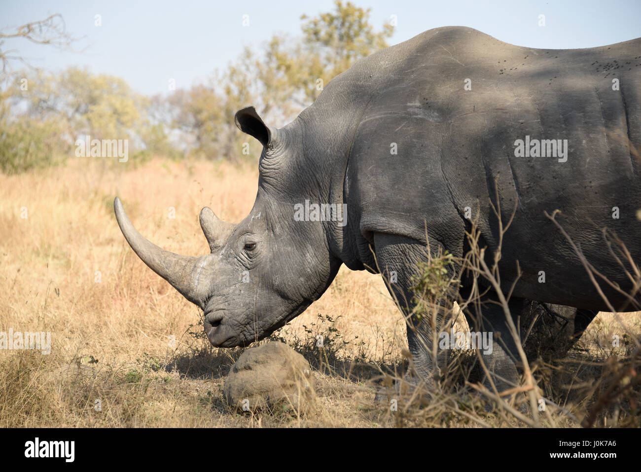 White Rhino permanente ancora nell'ombra di un albero nel Parco Nazionale di Kruger Foto Stock