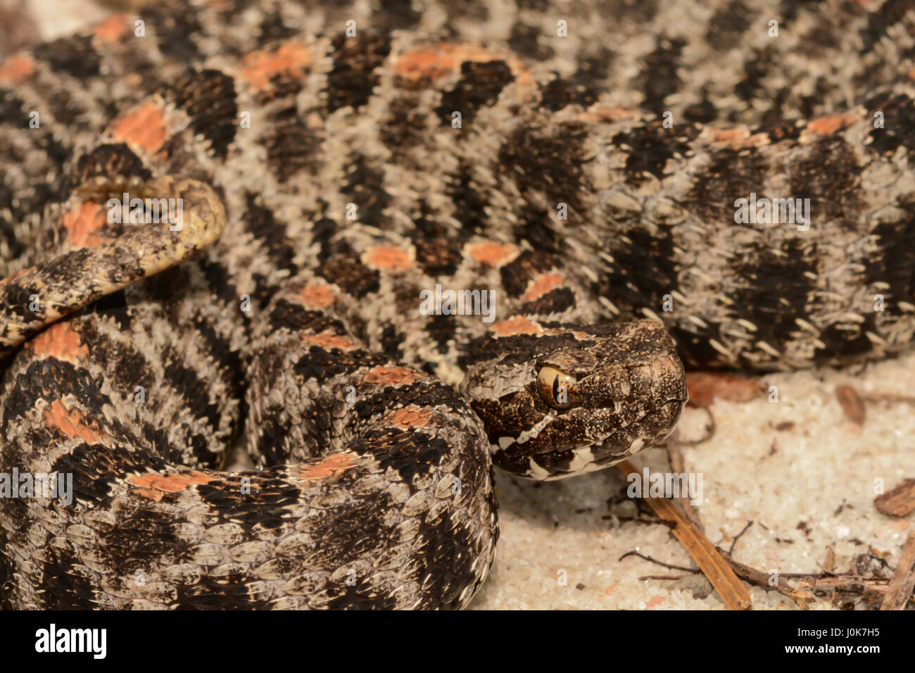 Una chiusura di un pigmeo Rattlesnake a Apalachicola National Forest in Florida. Foto Stock